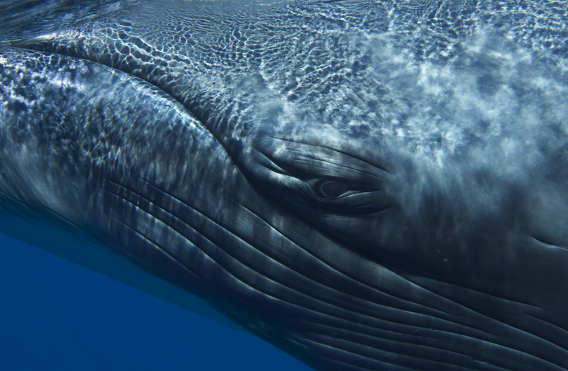 Illustration for article titled These beautiful portraits of whales will make you weep at the wonder of the universe (no, really)